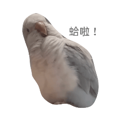 口口愛愛奶黃包