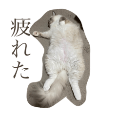 saya_20211126191415