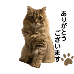 TOMOMI_20211126230842