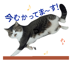 Live-action version cat stamp