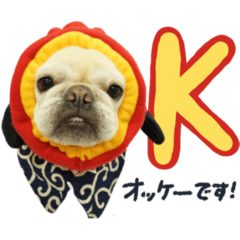 french bulldog koume.