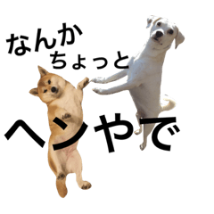 柴犬と白い雑種犬-11