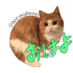 Strange cat Shiratama