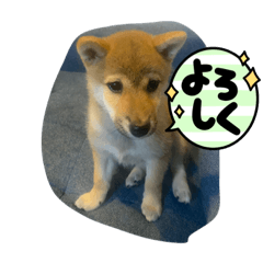 Shiba Inu Menuett Cute puppy stamps