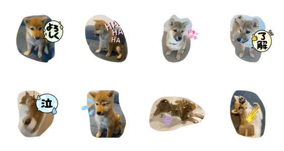 めちゃくちゃかわいい柴犬子犬のスタンプ Lineクリエイターズスタンプ Stamplist めちゃくちゃかわいい柴犬子犬のスタンプ Lineクリエイターズスタンプ Stamplist