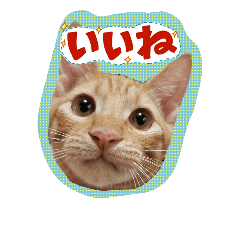 Greeting sticker of a protection cat