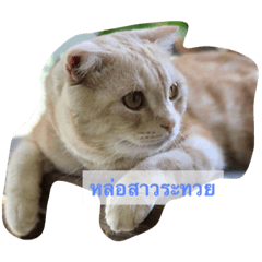Peter the cat
