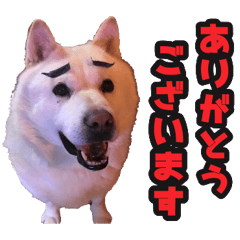 北海道犬リュウくんスタンプ