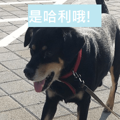 哈利哈利狗<3