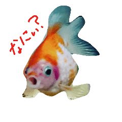 gold fish(pinponparu)