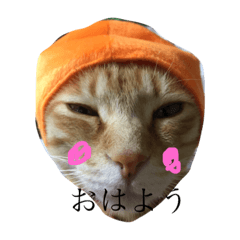 nyanko-wanko