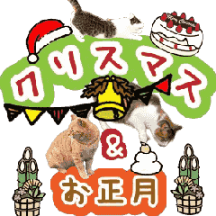 A stray cat moves 5 christmas