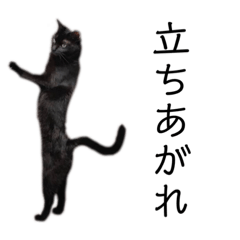 表情豊かな黒猫びびちゃんスタンプ3