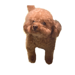 比比肥狗啊啊啊啊