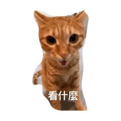 妮仔的表情包
