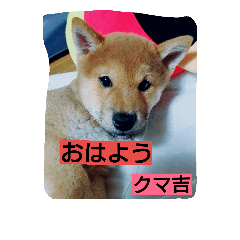 kumakihikun