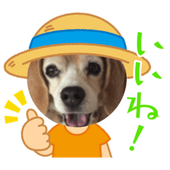 ビーグルモコ125