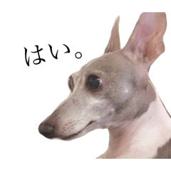 たさまはあたゆ