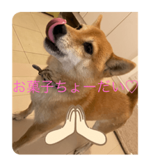 ringo_20211127205315