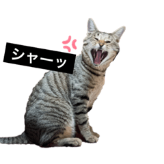 saya_20211128074431