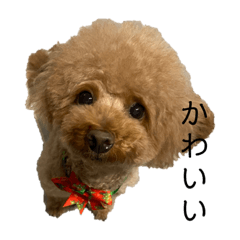 The Poodle dog Shi-chan stickers2