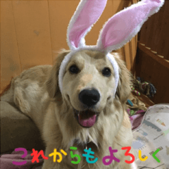 Golden Retriever Tiko 02