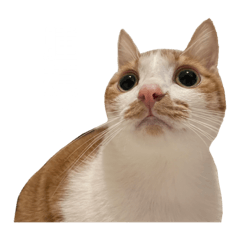 奶茶喵嗚