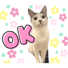 Ayumi_20211128114122