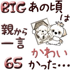 【Big】シーズー犬 65『親から一言』