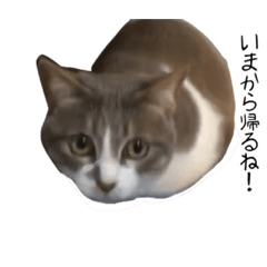 mizuki_20211128163459