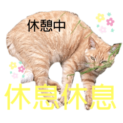 Cat stamps in Chinese and Japanese