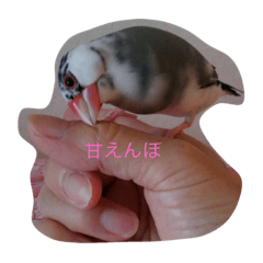 桜文鳥のひーちゃん