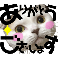 aoi_20211128223636