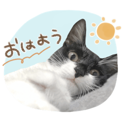 Hogocat_Fumichan_stamp