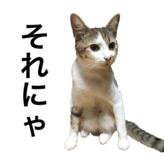 My family cats gyudon&butadon