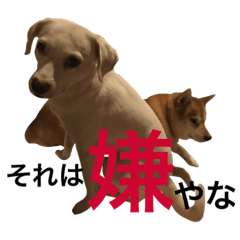 柴犬と白い雑種犬-12