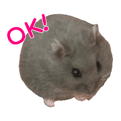 Djungarian Hamster Shizukusan
