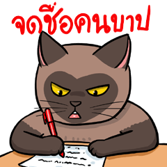 Funny Siamese Cat - Kaowlan & Maruay