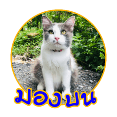 Moonoi_20211129224333