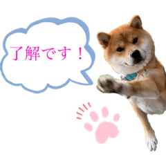 柴犬の ゆき丸♡ 敬語