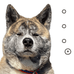 虎毛秋田犬 秋馬とお菊2 Line スタンプ Line Store 虎毛秋田犬 秋馬とお菊2 Line スタンプ Line Store