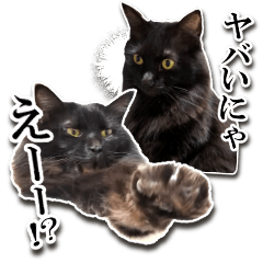 Jissha,fluffy black cat