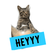 Catt.