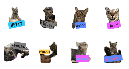 Catt.