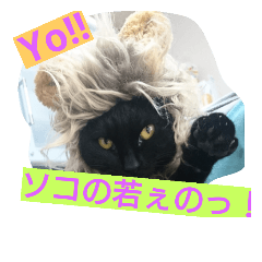 Various funny cats.