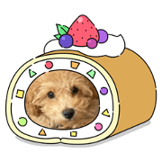 Toy Poodle Momota's Stamp Part 1
