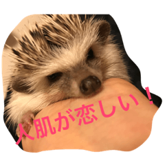 tsun-dere Hedgehog