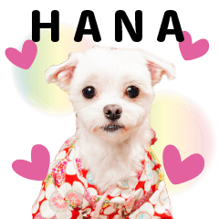 Hana cute sticker wanwan