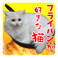 Brother cat Daifuku likes frying pan !