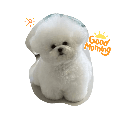 人見人愛的貴賓狗